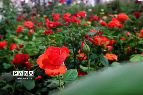 نمایشگاه گل‌های تزیینی کاسپین زنجان