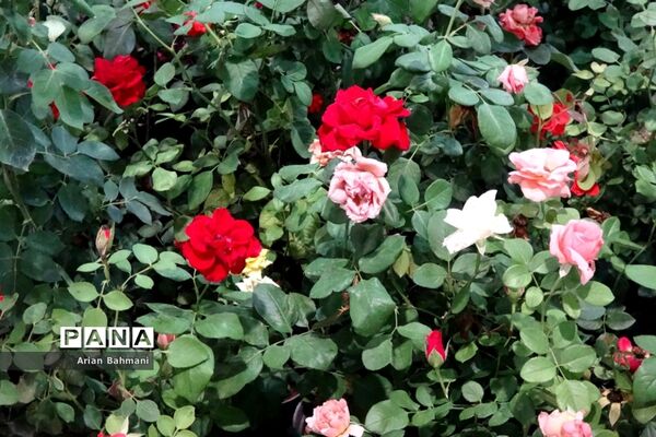 نمایشگاه گل‌های تزیینی کاسپین زنجان