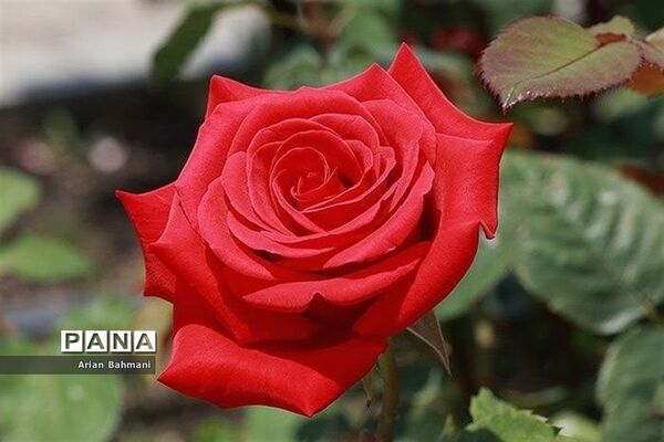 نمایشگاه گل‌های تزیینی کاسپین زنجان