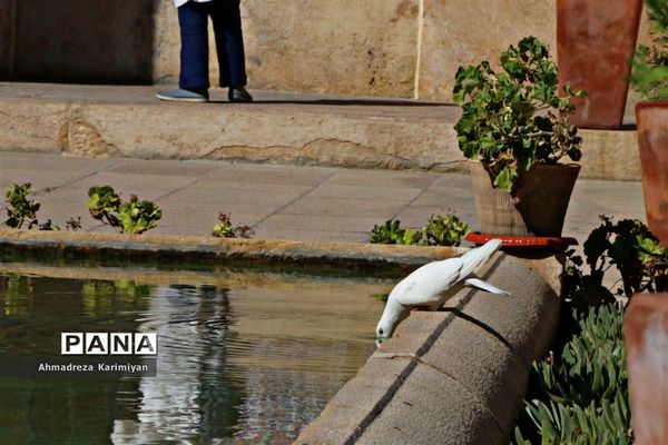 نصیرالملک؛ مسجدی از نور و رنگ