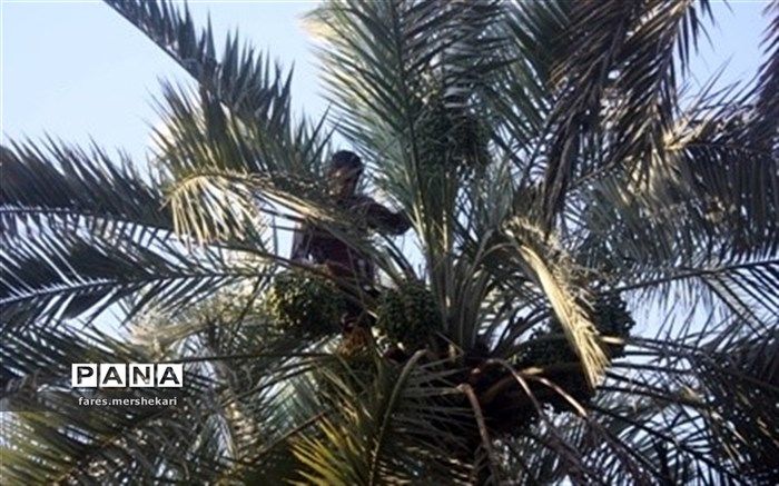 خوشه‌بندی خرما در بیش از دو هزار و ۷۰۰ هکتار از نخلستان های خُنج