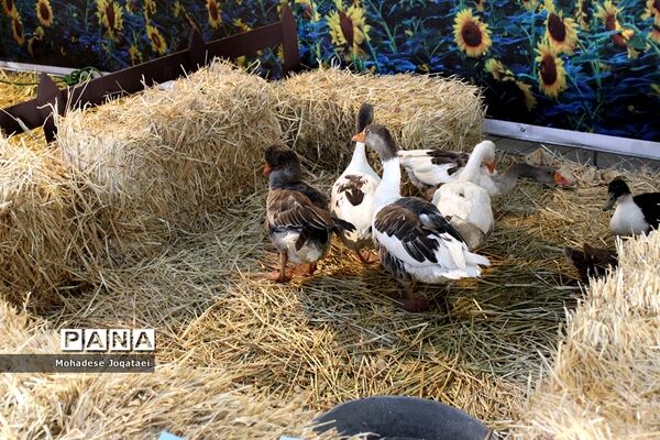 چهارمین نمایشگاه توانمندی‌های روستاییان و عشایر کشور