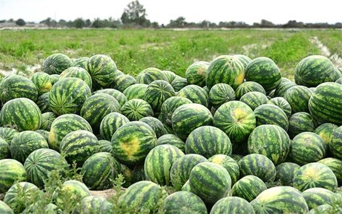 اشباع بازار داخلی یا به صرفه نبودن صادرات؛ متهم اصلی صف بی‌انتهای هنداونه‌ها کیست