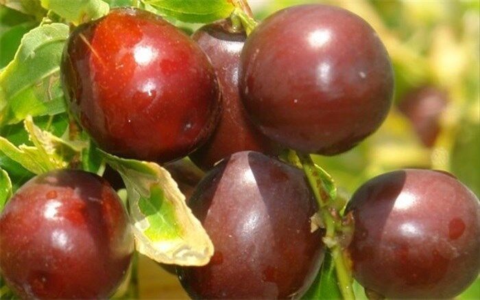 عناب؛ برندی که با خراسان‌جنوبی جان می‌گیرد