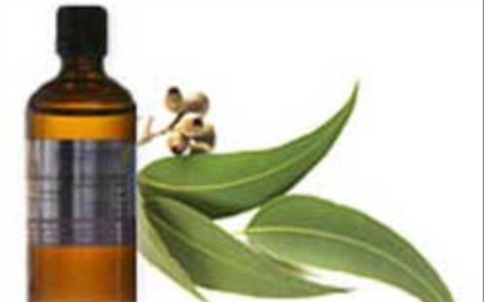 خواص درمانی اکالیپتوس