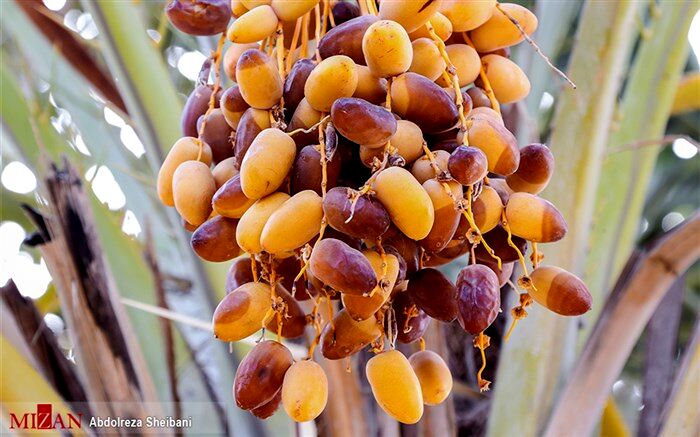 سوءاستفاده دلالان از نیاز مالی خرما‌کاران