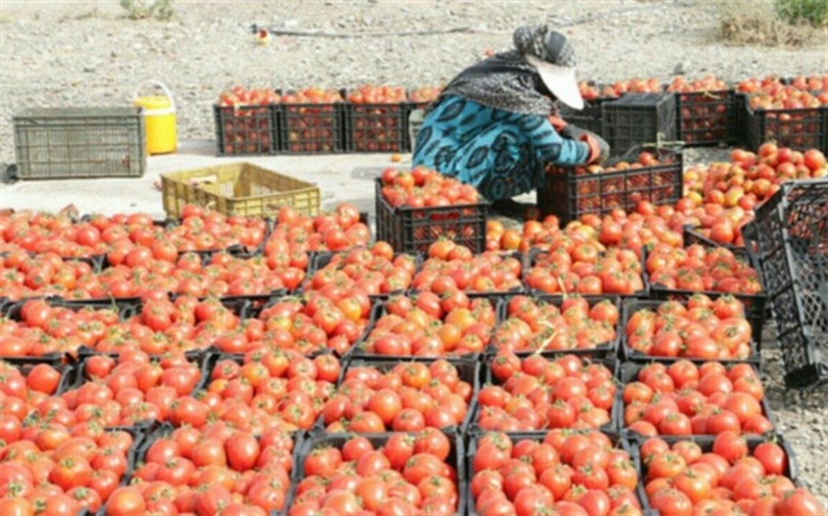 عبور تولید گوجه فرنگی درملارد ازمرزشش برابر متوسط کشوری
