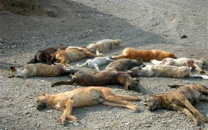 از سگ کشی در کهریزک تا محکومیت در بهشت