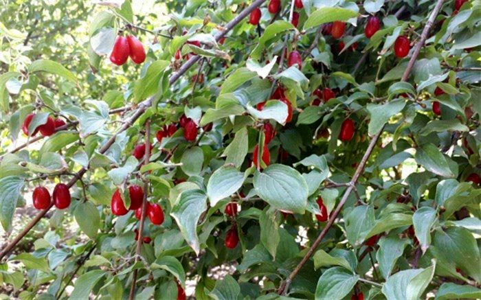 از مشکلات باغداران  تا شناسایی و معرفی ژنوتیپ برتر زغال اخته در کلیبر