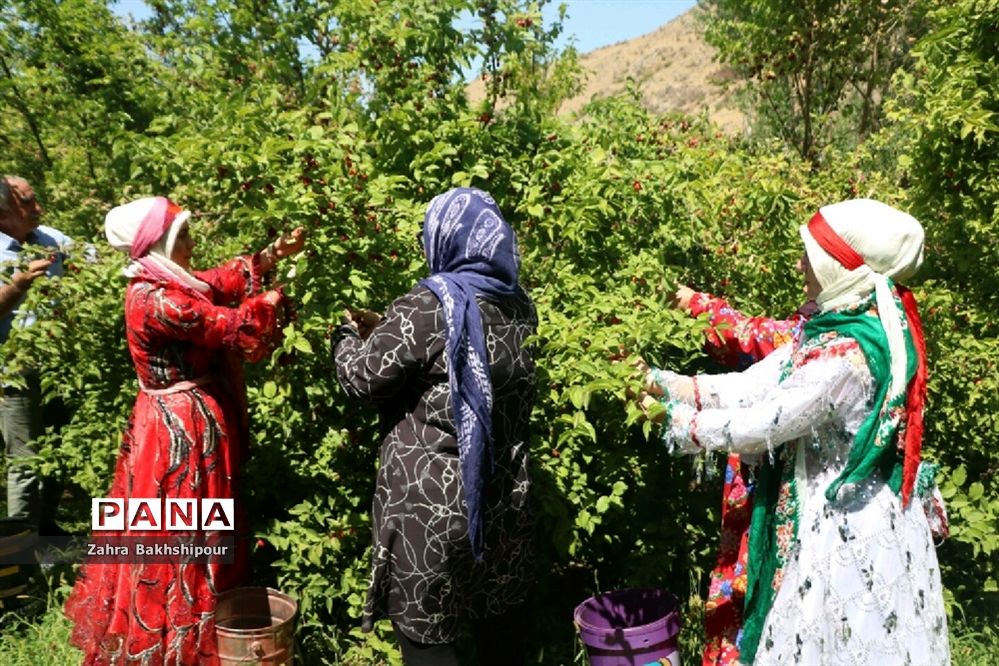 جشنواره زغال اخته در کلیبر