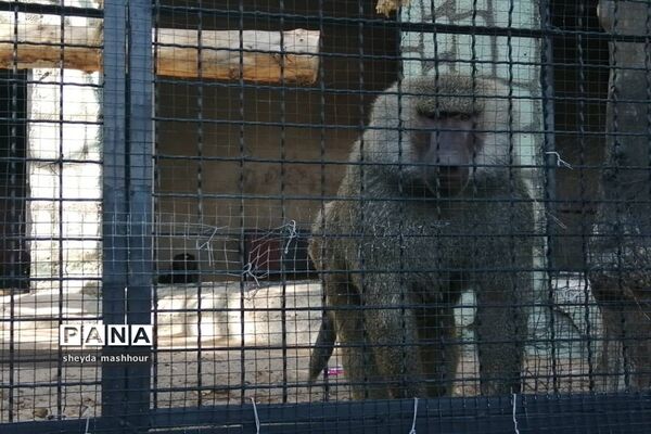باغ وحش ارم تهران