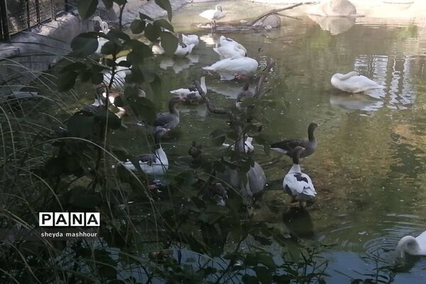 باغ وحش ارم تهران