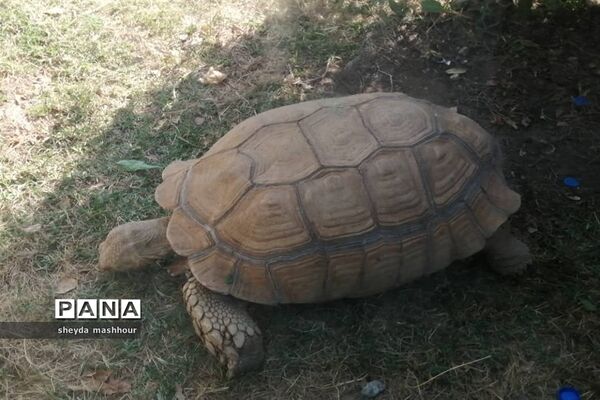باغ وحش ارم تهران