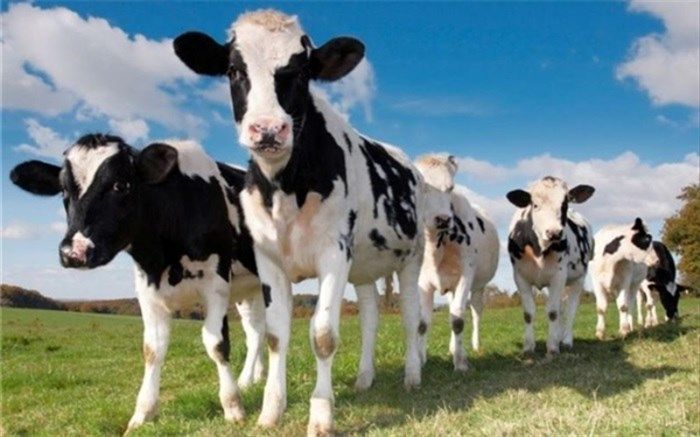 توزیع 4 هزار دام سنگین میان روستاییان سیستان و بلوچستان