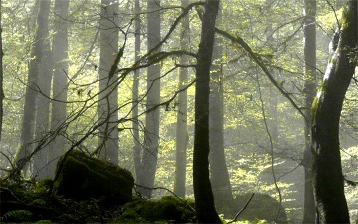 نجات شمشادهای هیرکانی در دستور کار سازمان‌های محیط زیست و جنگل‌ها