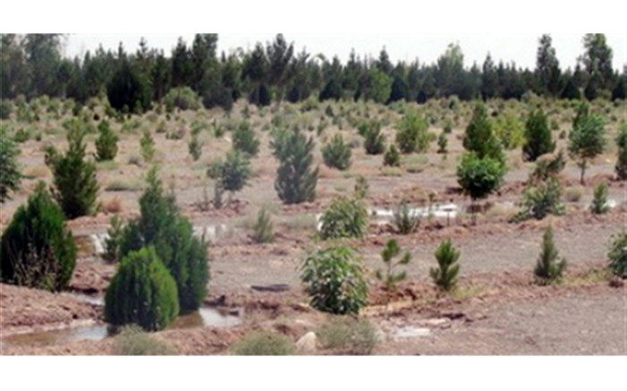 تولید نهال عاری از ویروس در مرکز تحقیقات فارس