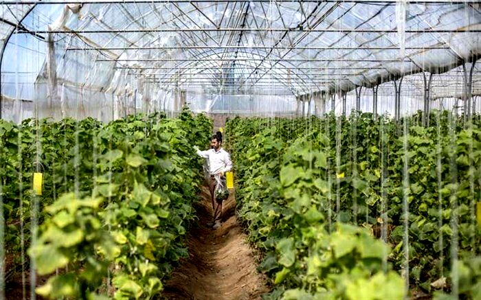 آلودگی گلخانه‌های یزد، واقعیت یا ادعا