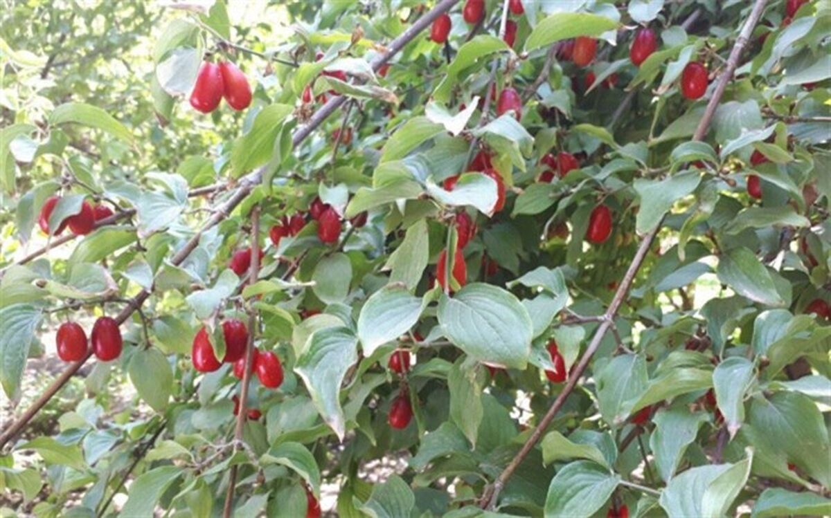 خرید توافقی محصول زغال اخته در کلیبر