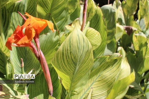 هفتمین نمایشگاه گل و گیاه کرج
