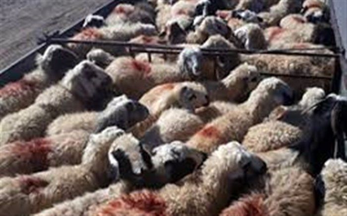 جلوگیری از قاچاق دام دستاورد پلاک کوبی دام هاست