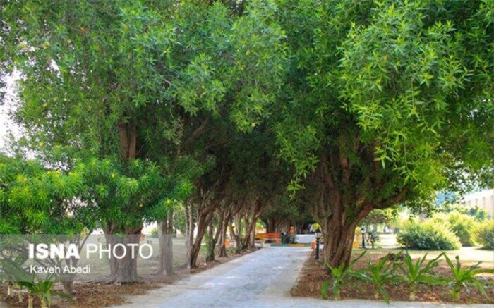 ۸ نکته درباره گونه‌های گیاهی مهاجم