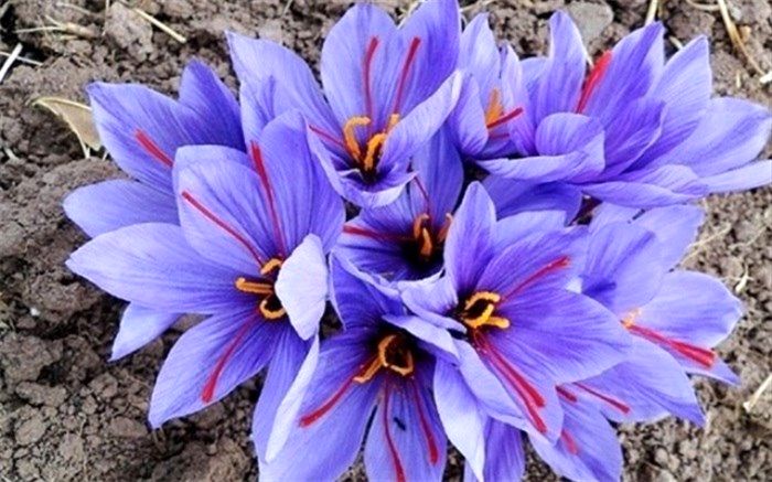 زعفران؛ نیاز آبی کم، ارزش اقتصادی بالا