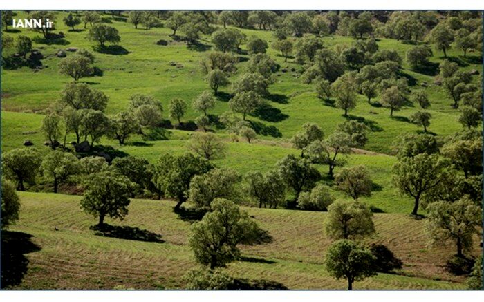 تعیین تکلیف اراضی اختلافی میان اوقاف و منابع طبیعى در شهرستان سروستان