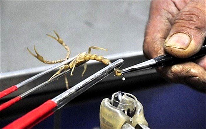 پشت‌پرده و عواقب خطرناک زنده‌گیری بی‌رویه مار و عقرب در کشور