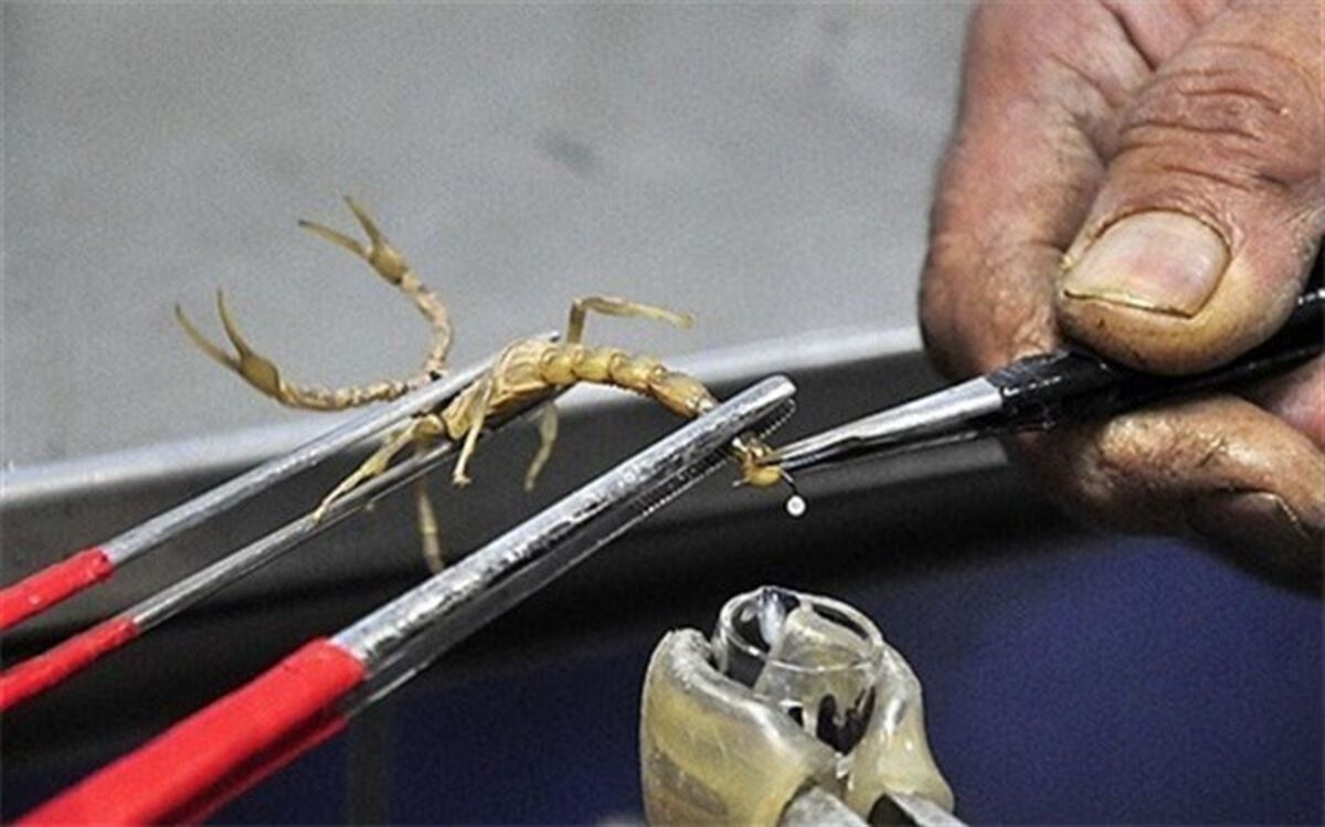 پشت‌پرده و عواقب خطرناک زنده‌گیری بی‌رویه مار و عقرب در کشور