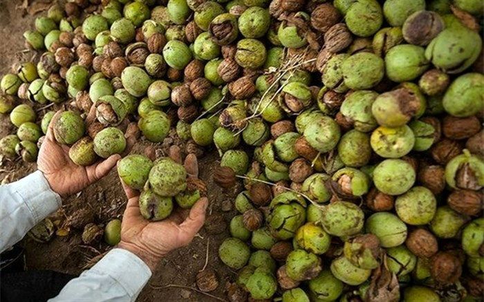 پیش بینی برداشت بیش از ٣ هزار و ٦٠٠ تن گردو از باغات اسدآباد