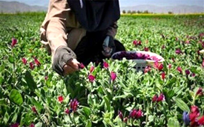 کشت گیاهان دارویی از اولویت‌های اصلی وزارت جهاد کشاورزی است