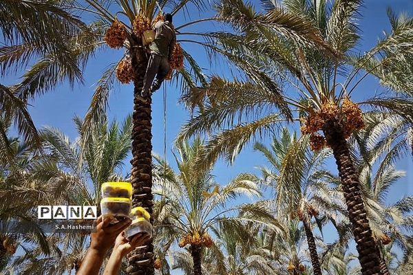 برداشت چهل تن  رُطَب و خرما، در  مهد نخلستان فارس