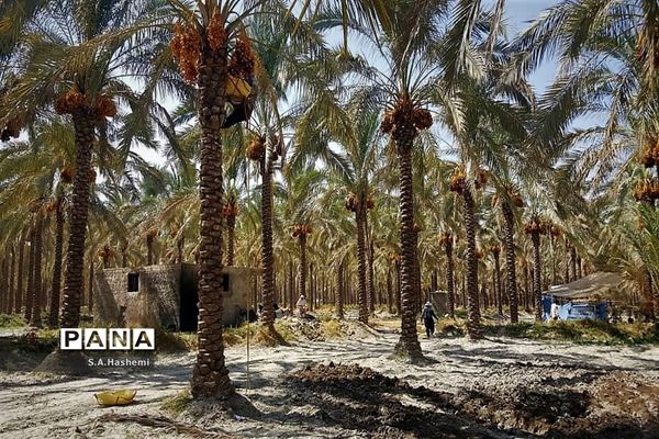 برداشت چهل تن  رُطَب و خرما، در  مهد نخلستان فارس