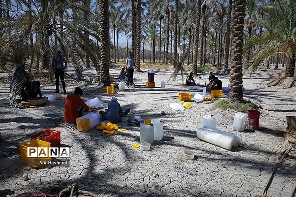 برداشت چهل تن  رُطَب و خرما، در  مهد نخلستان فارس
