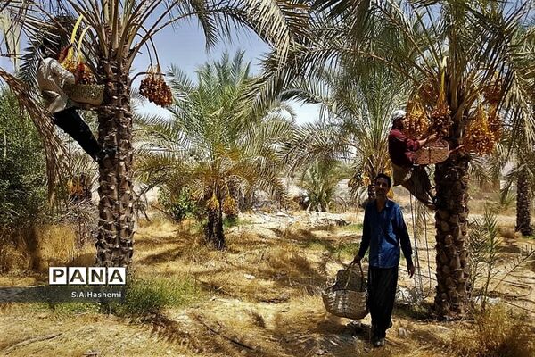 برداشت چهل تن  رُطَب و خرما، در  مهد نخلستان فارس