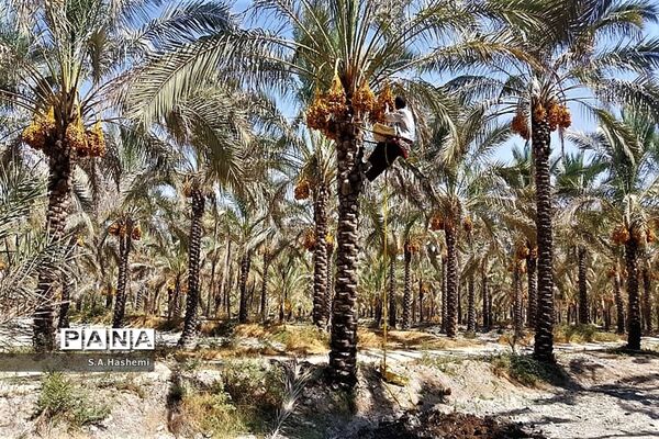 برداشت چهل تن  رُطَب و خرما، در  مهد نخلستان فارس