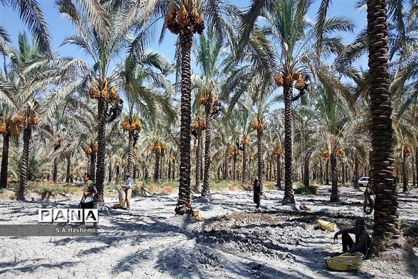 برداشت چهل تن  رُطَب و خرما، در  مهد نخلستان فارس