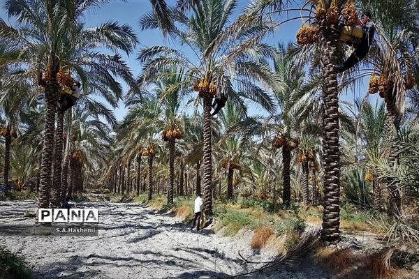 برداشت چهل تن  رُطَب و خرما، در  مهد نخلستان فارس