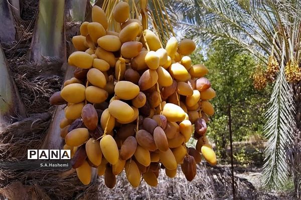برداشت چهل تن  رُطَب و خرما، در  مهد نخلستان فارس