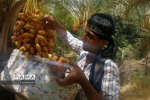 برداشت چهل تن  رُطَب و خرما، در  مهد نخلستان فارس