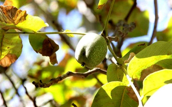 افزایش ۲۰ درصدی برداشت گردو در مهاباد