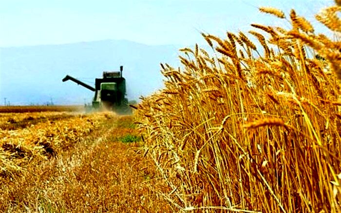 قیمت خرید تضمینی گندم تا آخرهفته اعلام می‌شود