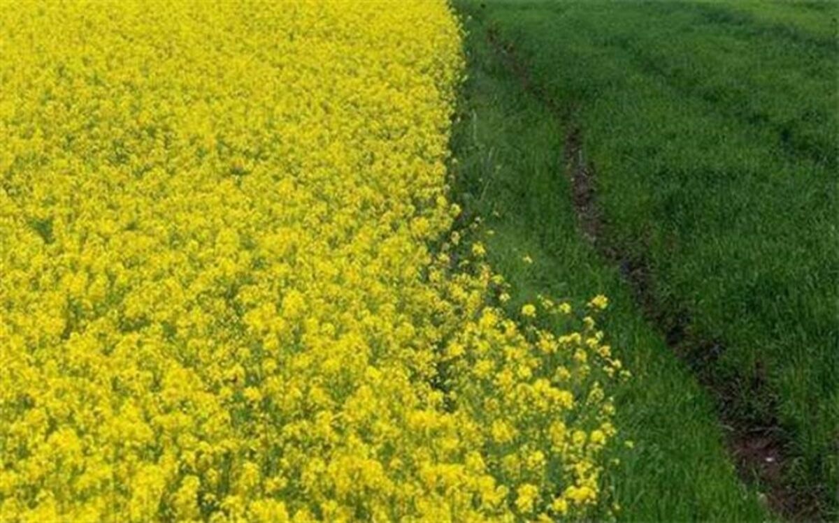 آغازعملیات کشت پاییزه دانه روغنی کلزادرورامین