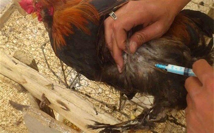 آغاز واکسیناسیون طیور روستایی بر علیه بیماری نیوکاسل در آذربایجان شرقی