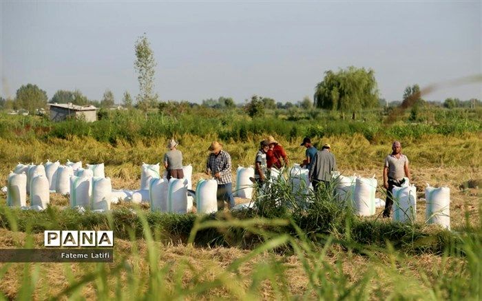 هزینه برداشت برنج 50 درصد کاهش یافت