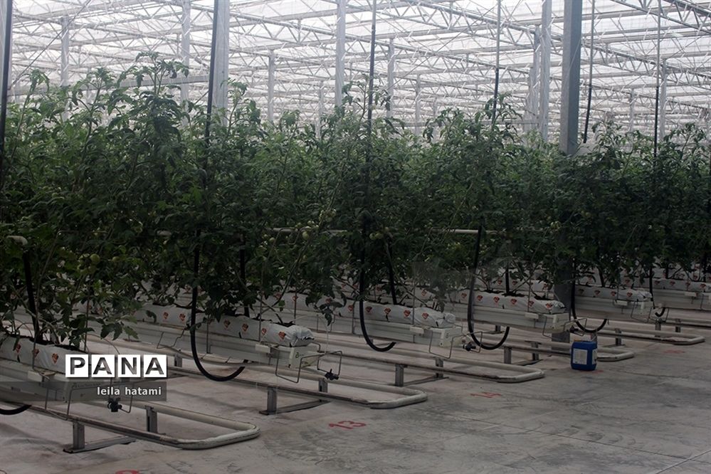 همایش معاونان تولیدات گیاهی و مدیران باغبانی سراسر کشور