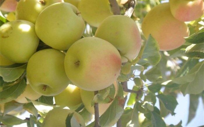از توزیع رایگان در مدارس تا تسهیل صادرات؛ پیشنهادهایی برای عبور از بحران مازاد سیب در کشور