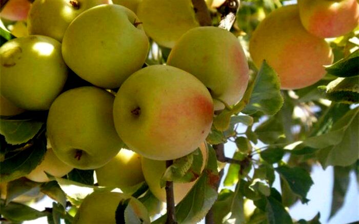 از توزیع رایگان در مدارس تا تسهیل صادرات؛ پیشنهادهایی برای عبور از بحران مازاد سیب در کشور