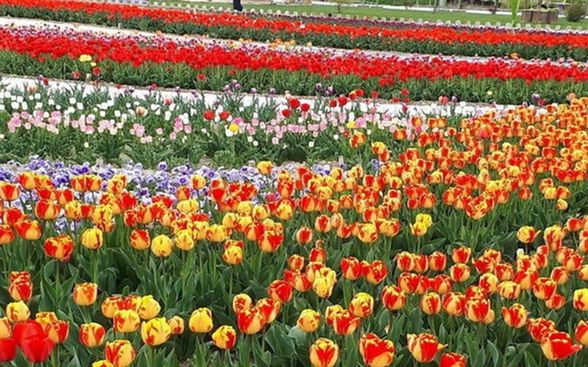 ۵۰ هزار بوته گل داوودی میهمان پاییزی شهر ارومیه
