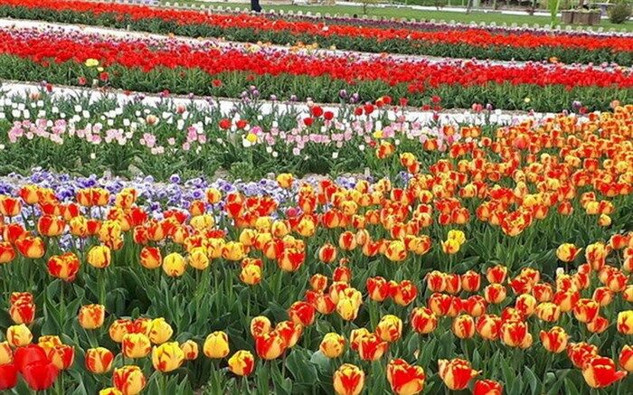 ۵۰ هزار بوته گل داوودی میهمان پاییزی شهر ارومیه